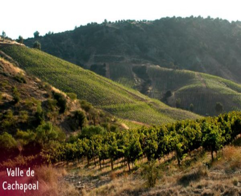 Viticultura, Cabañas Alta Vista de Cáhuil, Alta Vista Group, Venta de Vinos New Wines Chile, Alojamientos acogedores