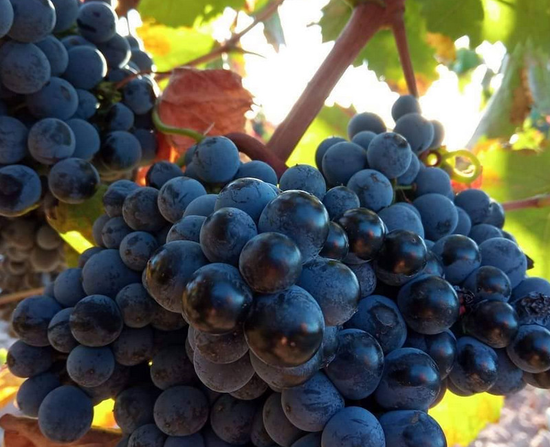 Viticultura, Cabañas Alta Vista de Cáhuil, Alta Vista Group, Venta de Vinos New Wines Chile, Alojamientos acogedores